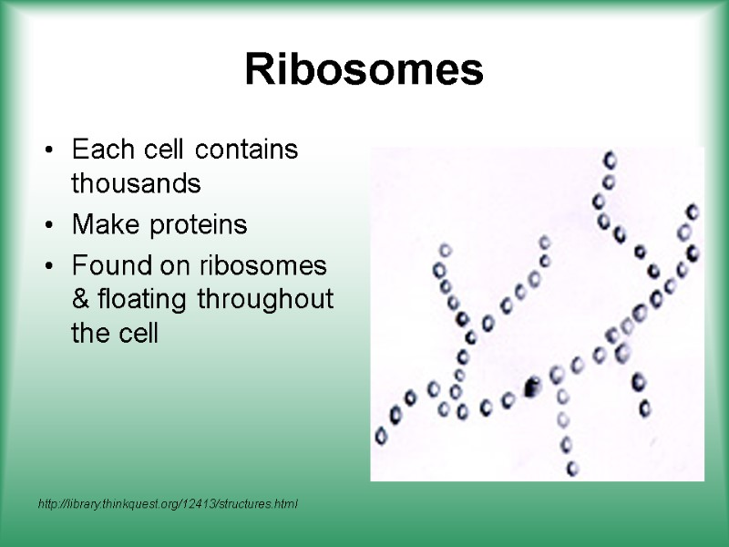 Ribosomes Each cell contains thousands Make proteins Found on ribosomes & floating throughout the
